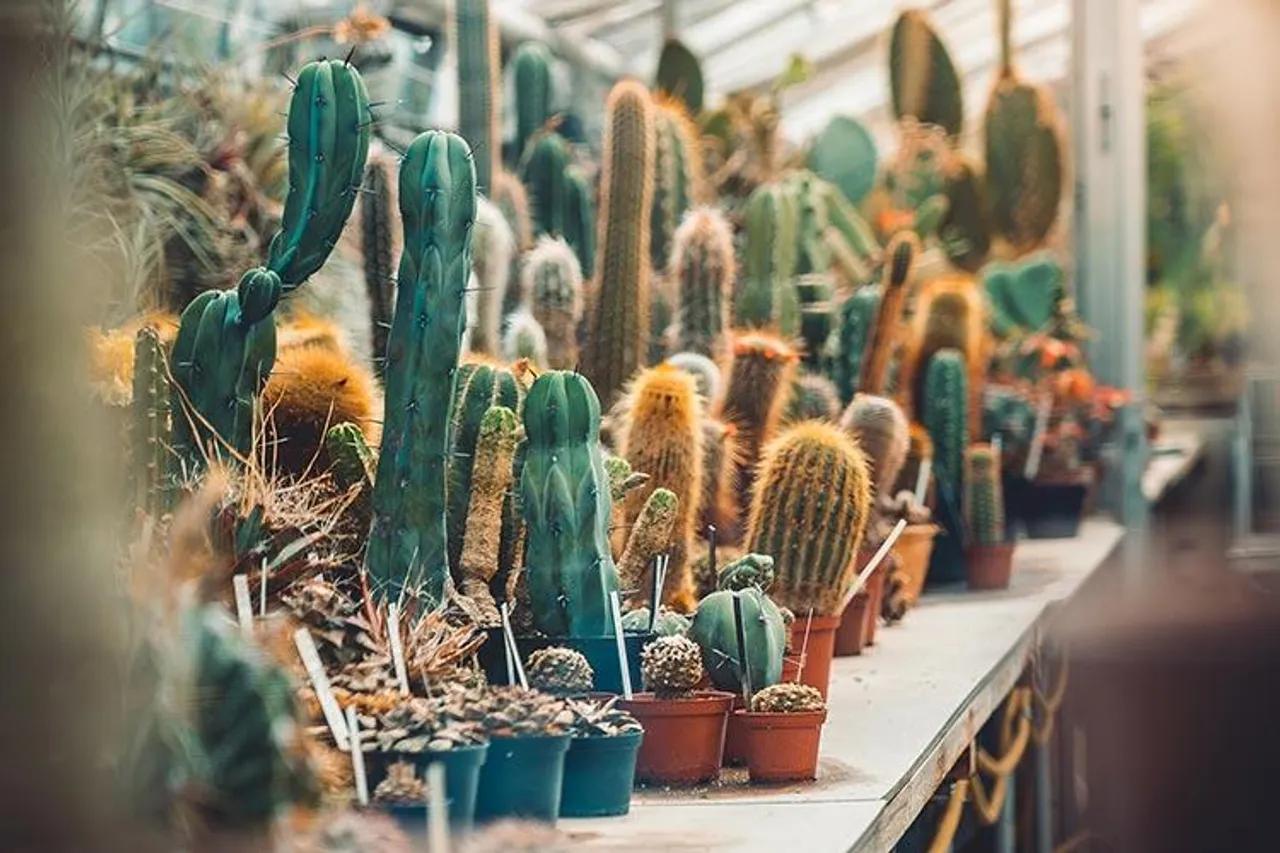 Ingin Berkebun Saat Pandemi? 5 Tamanan Ini Mudah untuk Dirawat