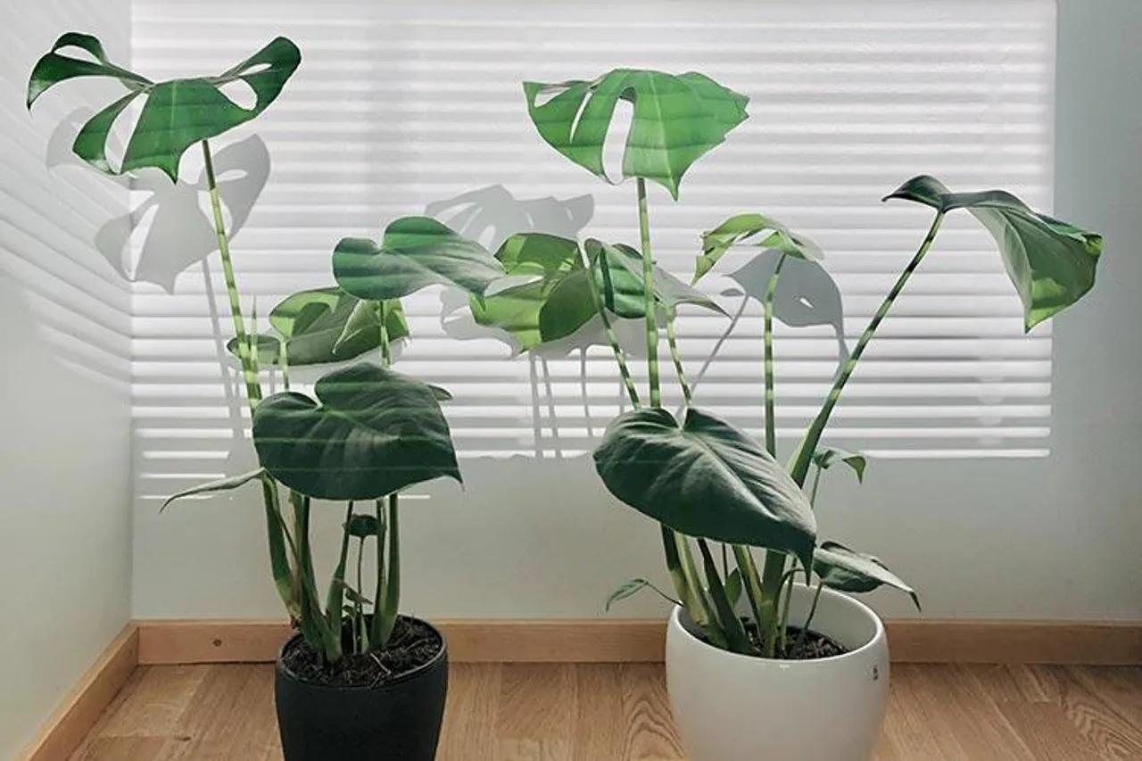 Ingin Berkebun Saat Pandemi? 5 Tamanan Ini Mudah untuk Dirawat