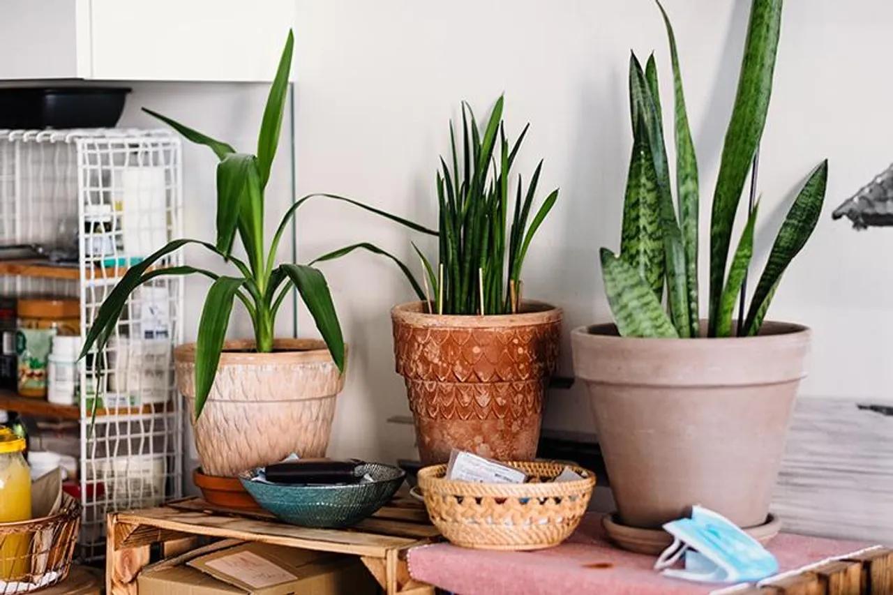 Ingin Berkebun Saat Pandemi? 5 Tamanan Ini Mudah untuk Dirawat