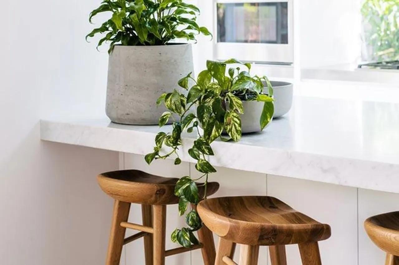 Ingin Berkebun Saat Pandemi? 5 Tamanan Ini Mudah untuk Dirawat