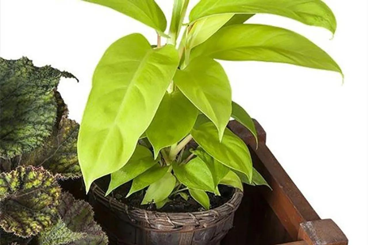 Ingin Berkebun Saat Pandemi? 5 Tamanan Ini Mudah untuk Dirawat