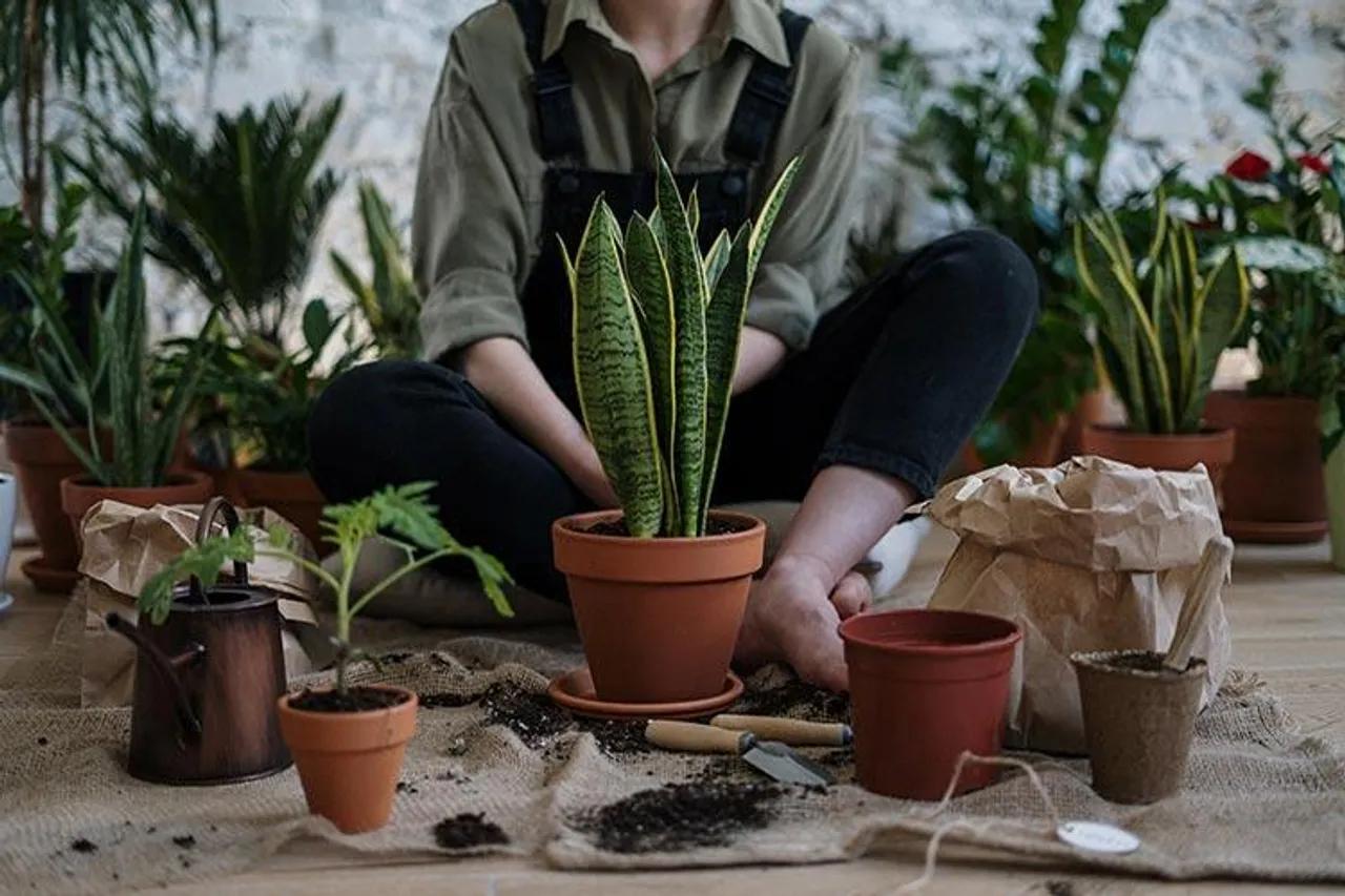 Ingin Berkebun Saat Pandemi? 5 Tamanan Ini Mudah untuk Dirawat